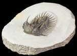 Spiny Comura Trilobite - Large Specimen #65823-3